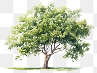 PNG Tree plant transparent background tranquility. 