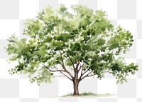 PNG Tree plant transparent background tranquility. .