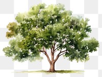 PNG Tree plant transparent background tranquility. .
