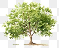 PNG Tree plant transparent background tranquility. AI generated Image by rawpixel.