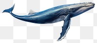 PNG Whale animal mammal fish, digital paint illustration. 