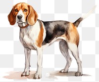 PNG Beagle animal mammal hound. 