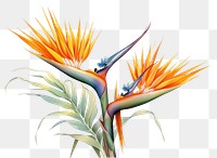 PNG Plant drawing flower transparent background. .