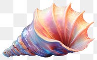 PNG Conch shell invertebrate underwater transparent background