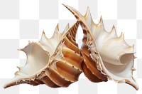 PNG Animal conch shell invertebrate transparent background