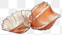 PNG Seafood conch shell clam transparent background