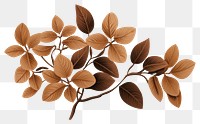 PNG Pattern plant brown leaf. 