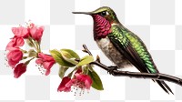 PNG Hummingbird animal branch flower. 