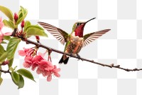 PNG Hummingbird blossom animal branch. 