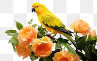 PNG Parrot flower animal yellow. 