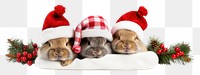 PNG Christmas mammal animal pet