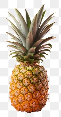 PNG Pineapple ananas fruit plant. 