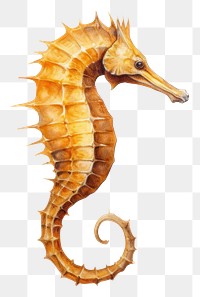 PNG Seahorse animal wildlife cartoon, digital paint illustration.