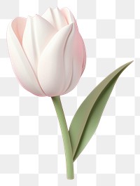 PNG Flower tulip white petal. 