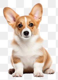 PNG Mammal animal puppy dog. AI generated Image by rawpixel.