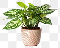 PNG Plant leaf transparent background houseplant. 