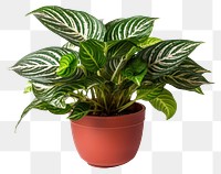 PNG Plant leaf transparent background houseplant. 