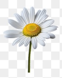 PNG  Flower daisy plant inflorescence. AI generated Image by rawpixel.