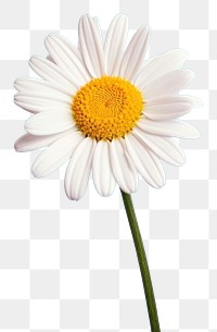 PNG Flower daisy petal plant. AI generated Image by rawpixel.
