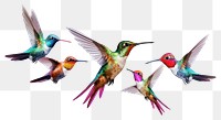 PNG Hummingbird animal flying beak transparent background