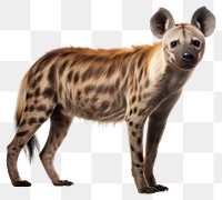 PNG Hyena wildlife animal mammal. AI generated Image by rawpixel.