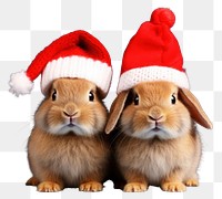 PNG Christmas portrait mammal animal transparent background