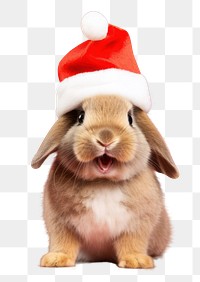 PNG Christmas portrait mammal animal transparent background