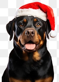 PNG Rottweiler christmas portrait mammal transparent background