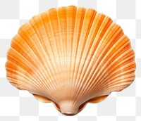 PNG Shell clam invertebrate turquoise transparent background