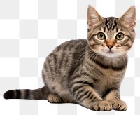 PNG Animal mammal kitten pet. AI generated Image by rawpixel.