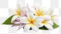 PNG Frangipani blossom flower nature. 