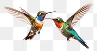 PNG Hummingbird animal beak wildlife transparent background