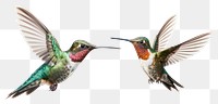 PNG Hummingbird animal flying transparent background