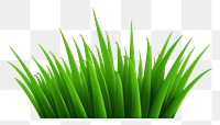 PNG Grass plant green leaf. 