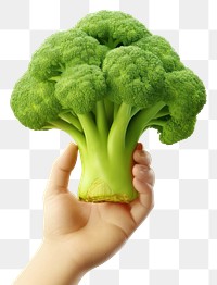 PNG Vegetable broccoli holding plant. 