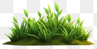PNG  Plant grass green leaf. AI generated Image by rawpixel.