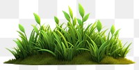 PNG Plant grass green leaf. 