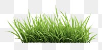 PNG Grass plant green lawn. 