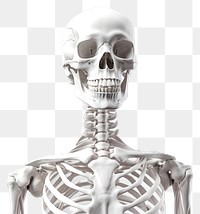 PNG Skeleton portrait anatomy science. 