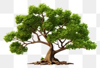 PNG Tree bonsai plant white background. 