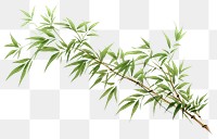 PNG Bamboo plant leaf tree. 