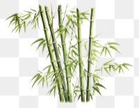 PNG Bamboo plant transparent background freshness. 