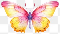 PNG Butterfly insect animal yellow