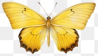 PNG Butterfly insect animal yellow. 