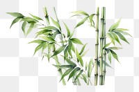 PNG Bamboo plant transparent background freshness. 