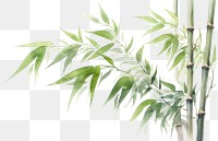 PNG Bamboo plant transparent background freshness