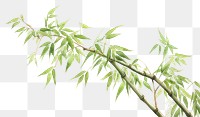 PNG Bamboo plant transparent background freshness. 