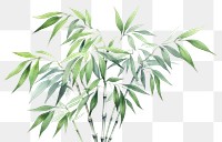 PNG Bamboo plant transparent background freshness. 