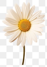 PNG Flower daisy petal plant transparent background