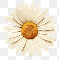 PNG Flower daisy petal plant transparent background